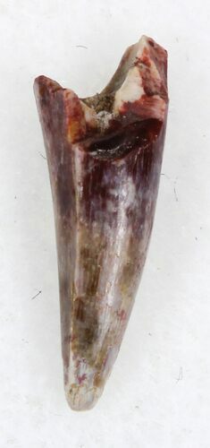 Eryops Tooth From Oklahoma - Giant Permian Amphibian #33548